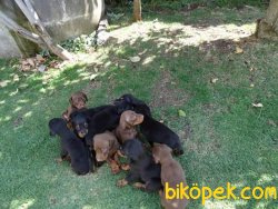 Irk Garantili Doberman Yavrularımız 2