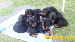 Irk Garantili Doberman Yavrularımız 1
