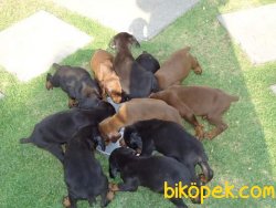 Irk Garantili Doberman Yavrularımız 3
