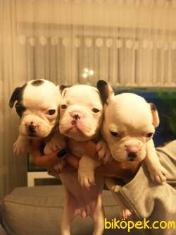 Irk Garantili Fransız Bulldog Yavrular 1