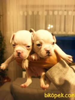 Irk Garantili Fransız Bulldog Yavrular 2