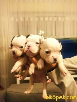 Irk Garantili Fransız Bulldog Yavrular 3