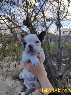 Irk Garantili Fransız Bulldog Yavrular 3