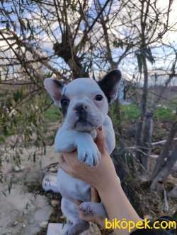 Irk Garantili Fransız Bulldog Yavrular 1