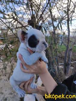 Irk Garantili Fransız Bulldog Yavrular 4