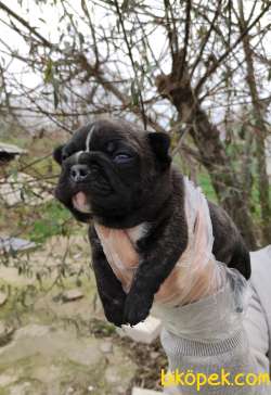 Irk Garantili Fransız Bulldog Yavrular 2