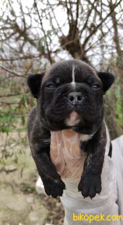 Irk Garantili Fransız Bulldog Yavrular 1