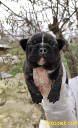 Irk Garantili Fransız Bulldog Yavrular 3