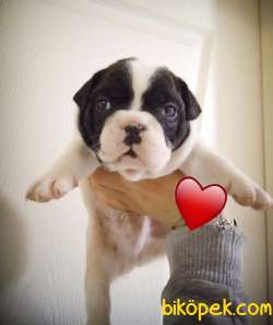 Irk Garantili Fransız Bulldog Yavrular 1