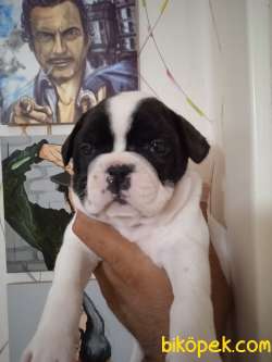 Irk Garantili Fransız Bulldog Yavrular 2