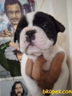 Irk Garantili Fransız Bulldog Yavrular 3