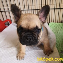 IRK GARANTİLİ FRENCH BULLDOG YAVRULAR 1