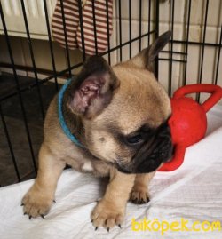 IRK GARANTİLİ FRENCH BULLDOG YAVRULAR 3