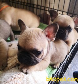 IRK GARANTİLİ FRENCH BULLDOG YAVRULAR 2