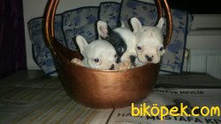 Korsan Maskeli French Bulldog Yavrularımız 3