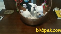 Korsan Maskeli French Bulldog Yavrularımız 1