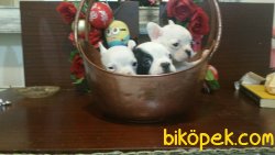 Korsan Maskeli French Bulldog Yavrularımız 2