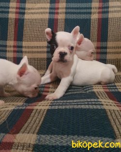Safkan French Bulldog Yavrularımız 1
