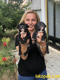 Irk Garantili French Bulldog Yavrularımız 1