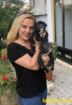 Irk Garantili French Bulldog Yavrularımız 5