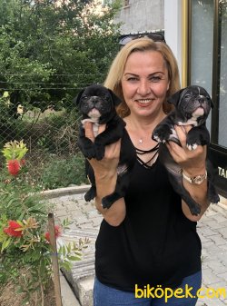 Irk Garantili French Bulldog Yavrularımız 4