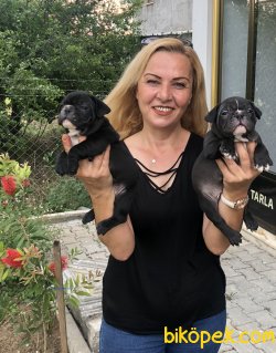 Irk Garantili French Bulldog Yavrularımız 3