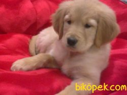 Irk Garantılı GOLDEN RETRIEVER YAVRULARI 4