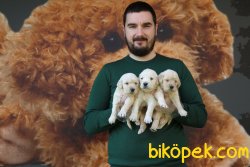 IRK GARANTİLİ GOLDEN RETRİEVER YAVRULARI 5