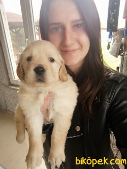 Irk Garantili Golden Yavrularımız 3