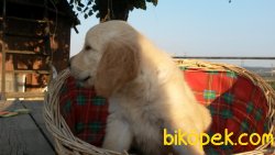 Irk Garantili Golden Yavrularımız 3