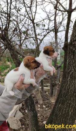 Irk Garantili Güzel Anatomi Jack Russell Yavrular 3