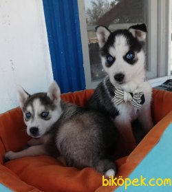 Irk Garantili Husky Sibirya Kurdu Yavrularımız 5