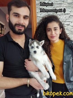 Irk Garantili Husky Sibirya Kurdu Yavrularımız 1