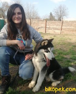 Irk Garantili Husky Sibirya Kurdu Yavrularımız 4
