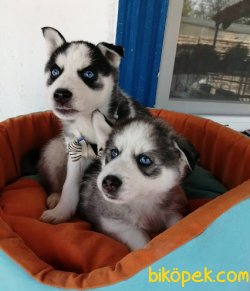 Irk Garantili Husky Sibirya Kurdu Yavrularımız 3