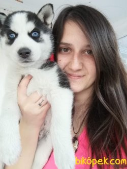 Irk Garantili Husky Sibirya Kurdu Yavrularımız 2