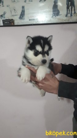 Irk Garantili Husky Yavrularımız 3