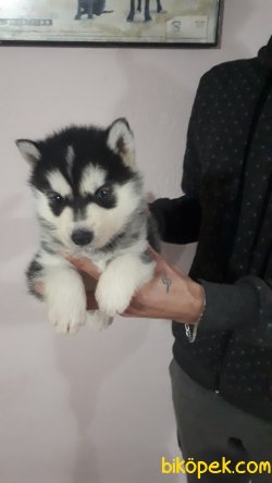 Irk Garantili Husky Yavrularımız 2