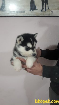 Irk Garantili Husky Yavrularımız 1