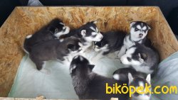 Irk Garantili Husky Yavrularımız 2
