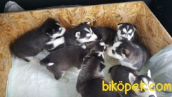 Irk Garantili Husky Yavrularımız 1