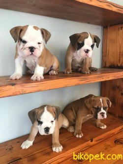 IRK GARANTİLİ İNGİLİZ BULLDOG YAVRULAR 2