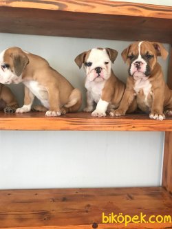 IRK GARANTİLİ İNGİLİZ BULLDOG YAVRULAR 3