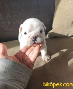 Irk Garantili İngiliz Bulldog Yavrular 4