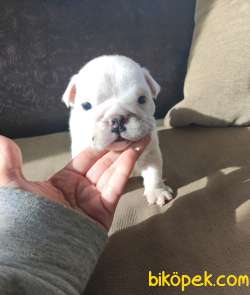 Irk Garantili İngiliz Bulldog Yavrular 3