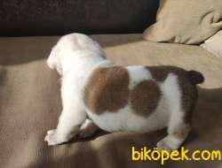 Irk Garantili İngiliz Bulldog Yavrular 1