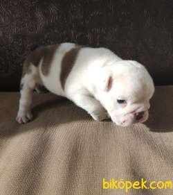 Irk Garantili İngiliz Bulldog Yavrular 2