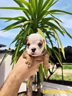 Irk Garantili İngiliz Bulldog Yavrular 3