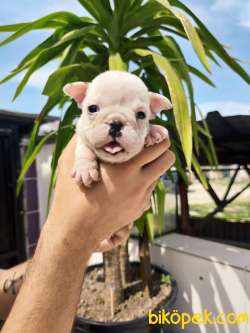 Irk Garantili İngiliz Bulldog Yavrular 1