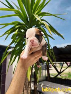 Irk Garantili İngiliz Bulldog Yavrular 2